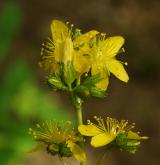 třezalka horská <i>(Hypericum montanum)</i> / Květ/Květenství