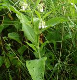 kostival český <i>(Symphytum bohemicum)</i>