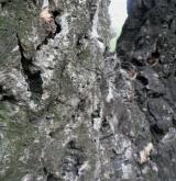 dub korkový <i>(Quercus suber)</i> / Borka kmene