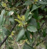 dub korkový <i>(Quercus suber)</i> / List