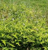 Ruderální vegetace dvouletých až víceletých druhů na mělkých kamenitých substrátech <i>(Dauco carotae-Melilotion)</i> / Porost