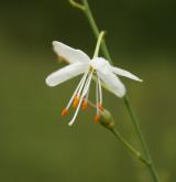 bělozářka větevnatá <i>(Anthericum ramosum)</i> / Květ/Květenství