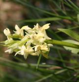 prstnatec bezový <i>(Dactylorhiza sambucina)</i> / Květ/Květenství