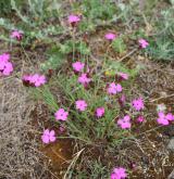 hvozdík kartouzek <i>(Dianthus carthusianorum)</i> / Habitus