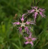hvozdík pyšný <i>(Dianthus superbus)</i> / Květ/Květenství