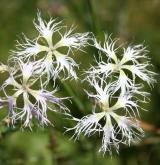 hvozdík pyšný <i>(Dianthus superbus)</i> / Květ/Květenství