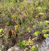 Podhorská acidofilní vegetace mělkých půd <i>(Hyperico perforati-Scleranthion perennis)</i>