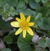 orsej jarní <i>(Ficaria verna)</i>