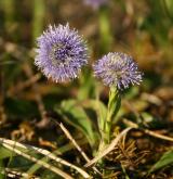 koulenka prodloužená <i>(Globularia bisnagarica)</i> / Květ/Květenství