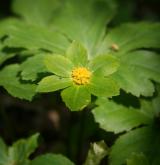 hvězdnatec zubatý <i>(Hacquetia epipactis)</i> / Květ/Květenství