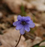 jaterník podléška <i>(Hepatica nobilis)</i> / Květ/Květenství