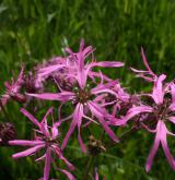 kohoutek luční <i>(Lychnis flos-cuculi)</i> / Květ/Květenství