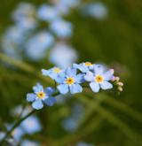 pomněnka bahenní <i>(Myosotis palustris)</i> / Květ/Květenství