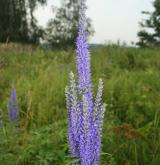 rozrazil dlouholistý <i>(Pseudolysimachion maritimum)</i> / Květ/Květenství