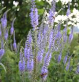 rozrazil dlouholistý <i>(Pseudolysimachion maritimum)</i> / Květ/Květenství