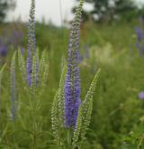 rozrazil dlouholistý <i>(Pseudolysimachion maritimum)</i> / Květ/Květenství