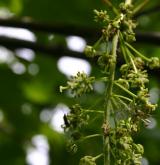 javor klen <i>(Acer pseudoplatanus)</i> / Květ/Květenství