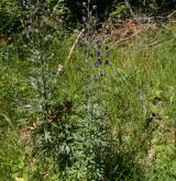 oměj šalamounek <i>(Aconitum plicatum)</i> / Habitus