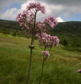 havez česnáčková <i>(Adenostyles alliariae)</i> / Květ/Květenství