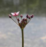 šmel okoličnatý <i>(Butomus umbellatus)</i> / Květ/Květenství