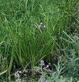 šmel okoličnatý <i>(Butomus umbellatus)</i> / Habitus