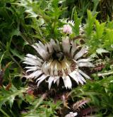 pupava bezlodyžná <i>(Carlina acaulis)</i> / Květ/Květenství