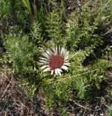 pupava bezlodyžná <i>(Carlina acaulis)</i> / Habitus