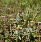 pupava obecná <i>(Carlina vulgaris)</i> / Květ/Květenství
