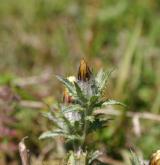 pupava obecná <i>(Carlina vulgaris)</i> / Květ/Květenství