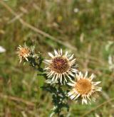pupava obecná <i>(Carlina vulgaris)</i> / Květ/Květenství