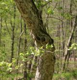 javor babyka <i>(Acer campestre)</i> / Borka kmene