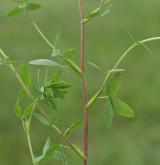 jetel zlatý <i>(Trifolium aureum)</i> / Habitus