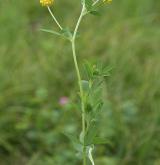 jetel zlatý <i>(Trifolium aureum)</i> / Habitus