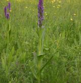 prstnatec pleťový <i>(Dactylorhiza incarnata)</i> / Habitus