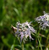 hvozdík pyšný <i>(Dianthus superbus)</i> / Květ/Květenství