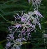 hvozdík pyšný <i>(Dianthus superbus)</i> / Květ/Květenství