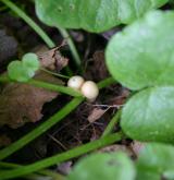 orsej jarní <i>(Ficaria verna)</i>