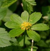 hvězdnatec zubatý <i>(Hacquetia epipactis)</i> / Květ/Květenství