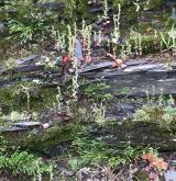 Štěrbinová vegetace kyselých skal <i>(Asplenion septentrionalis)</i> / Porost