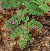hrachor černý <i>(Lathyrus niger)</i> / Habitus
