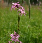 kohoutek luční <i>(Lychnis flos-cuculi)</i> / Květ/Květenství