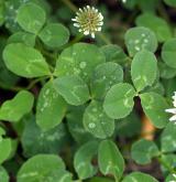 jetel plazivý <i>(Trifolium repens)</i> / List