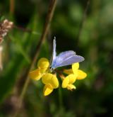 štírovník růžkatý <i>(Lotus corniculatus)</i> / Květ/Květenství
