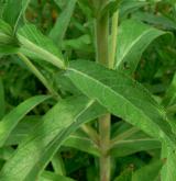 vrbovka chlupatá <i>(Epilobium hirsutum)</i> / List