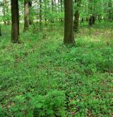 pstroček dvoulistý <i>(Maianthemum bifolium)</i> / Porost