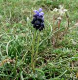 modřenec hroznatý <i>(Muscari neglectum)</i> / Habitus