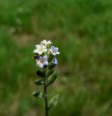 pomněnka různobarvá <i>(Myosotis discolor)</i> / Květ/Květenství