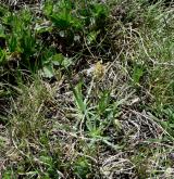 jitrocel alpínský <i>(Plantago alpina)</i> / Habitus