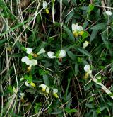  zimostrázek alpský <i>(Polygala chamaebuxus)</i> / Habitus