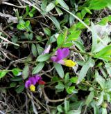  zimostrázek alpský <i>(Polygala chamaebuxus)</i> / Květ/Květenství